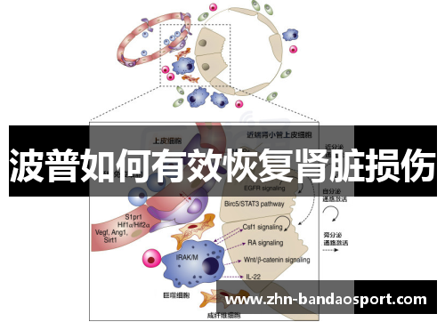 波普如何有效恢复肾脏损伤
